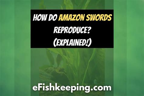 Amazon Sword Plants / How they reproduce / Updates / Planting out YouTube