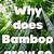 how does bamboo grow so fast