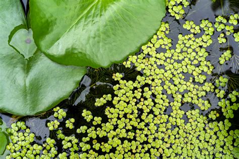 21stcenturynaturalist Duckweed as a Biomonitor