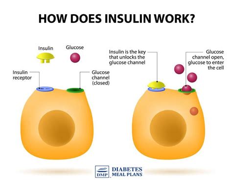 how does insulin work for diabetes