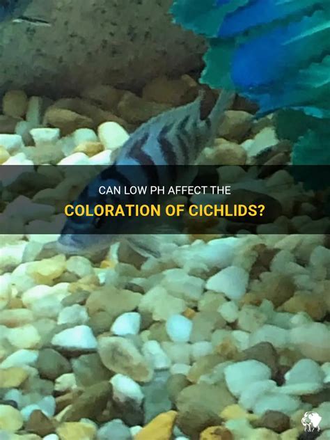 Correct pH for African Cichlids