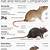 how does the clinical exam of a rodent differ from that of a larger animal species?