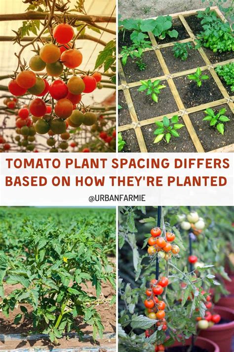 How Far Apart to Plant Tomatoes Urban Farmie
