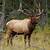 how far do elk travel in a day