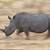 how fast can a rhino run