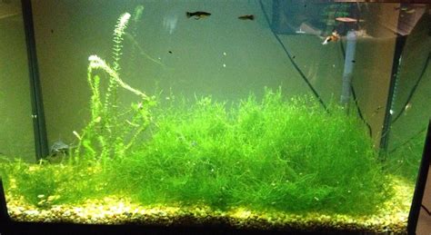 How to grow aquarium Java Moss like weeds YouTube