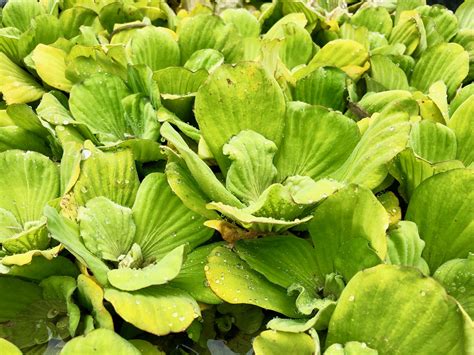 Pistia stratiotes Water Lettuce Floating Pond Plant UK Grown