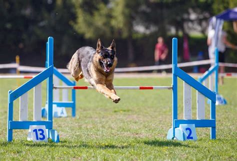 11 Dog Breeds that Can Jump High