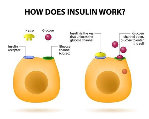 how insulin work in diabetes