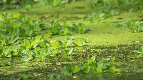 Duckweed In A Pond Stock Photo Download Image Now iStock