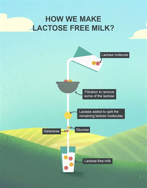 Lactosefree dairy explained Lactose free milk, Lactose free, Lactose