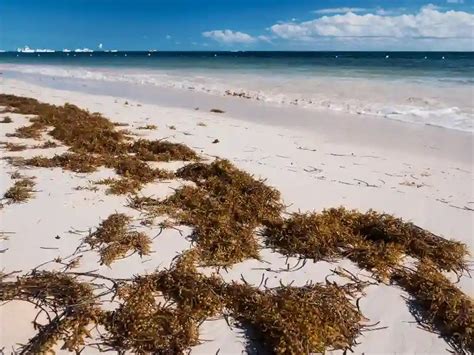 Punta Cana, Dominican Republic June 17, 2018 Sargassum Seaweeds on