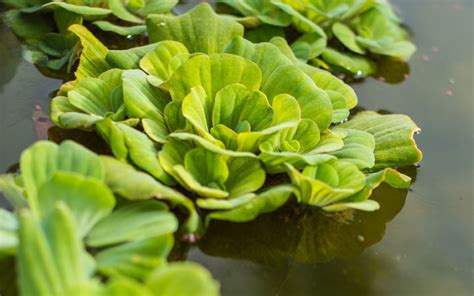 Water lettuce How to grow & care