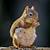 how long are grey squirrels pregnant for