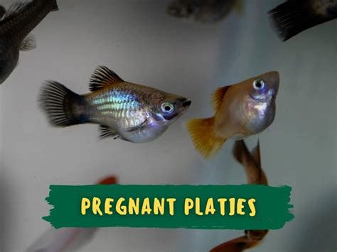 Is My Pregnant Platy Ready To Be Let Into A Breeding Box