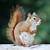 how long are red squirrels pregnant for
