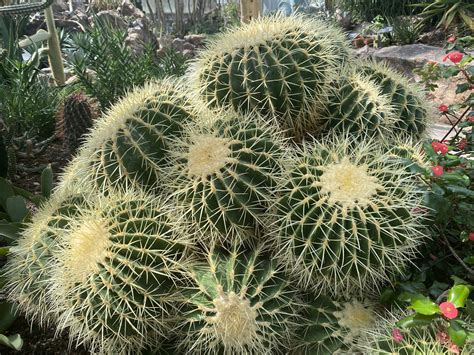 How Long Do Barrel Cactus Blooms Last / I wanted a green