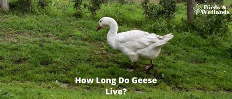 √ How Long can a Bird Live Without Food?
