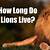 how long can a lion live