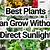 how long can a plant live without sunlight