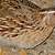 how long can a quail live for