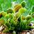 how long can a venus flytrap live