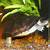 how long can african sideneck turtle stay out of water