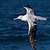 how long can albatross fly