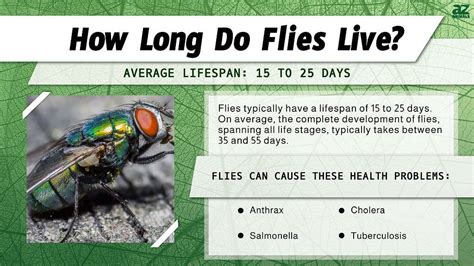 How Long Does A Fly Live Factors Affecting Flies