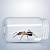 how long can ants live in a jar