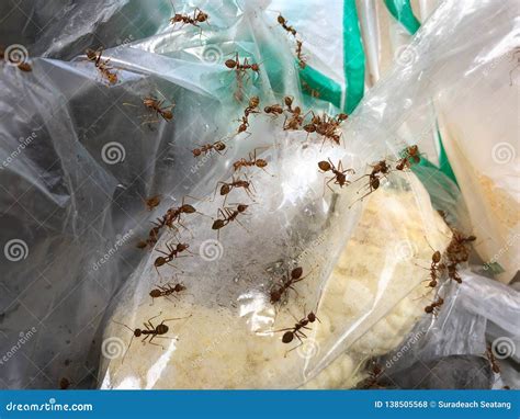 How Long Can Bed Bugs Live In A Plastic Bag? [CORRECT ANSWER}