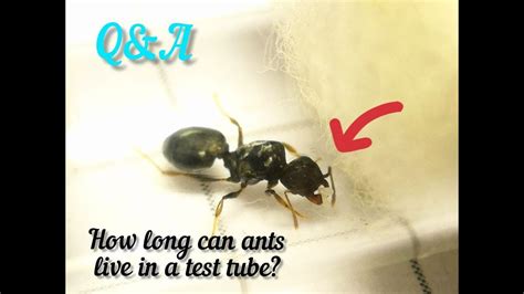 How Long do Black Garden Ants Live?