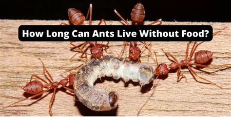 How Long Can Ants Live Without Oxygen
