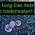 how long can ants survive underwater