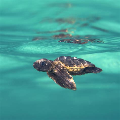 GD Animal of the Week Baby sea turtles race to the ocean