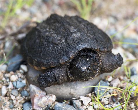 Where do snapping turtles live