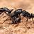 how long can black ants live