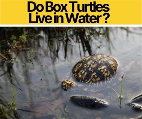 How Long Can Your Turtle Stay Out Of Water? Turtle