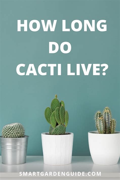 How Long Can Succulents Survive Without Water? Harddy