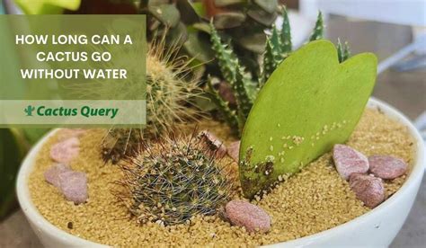 How Does A Cactus Live Without Water? CactusWay