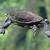how long can eastern long neck turtles stay out of water