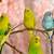 how long can parakeets live
