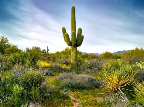 How Long Do Saguaro Cactus Live (With Pictures