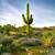 how long can saguaro cactus live to be