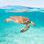 how long can sea turtles stay out of the water