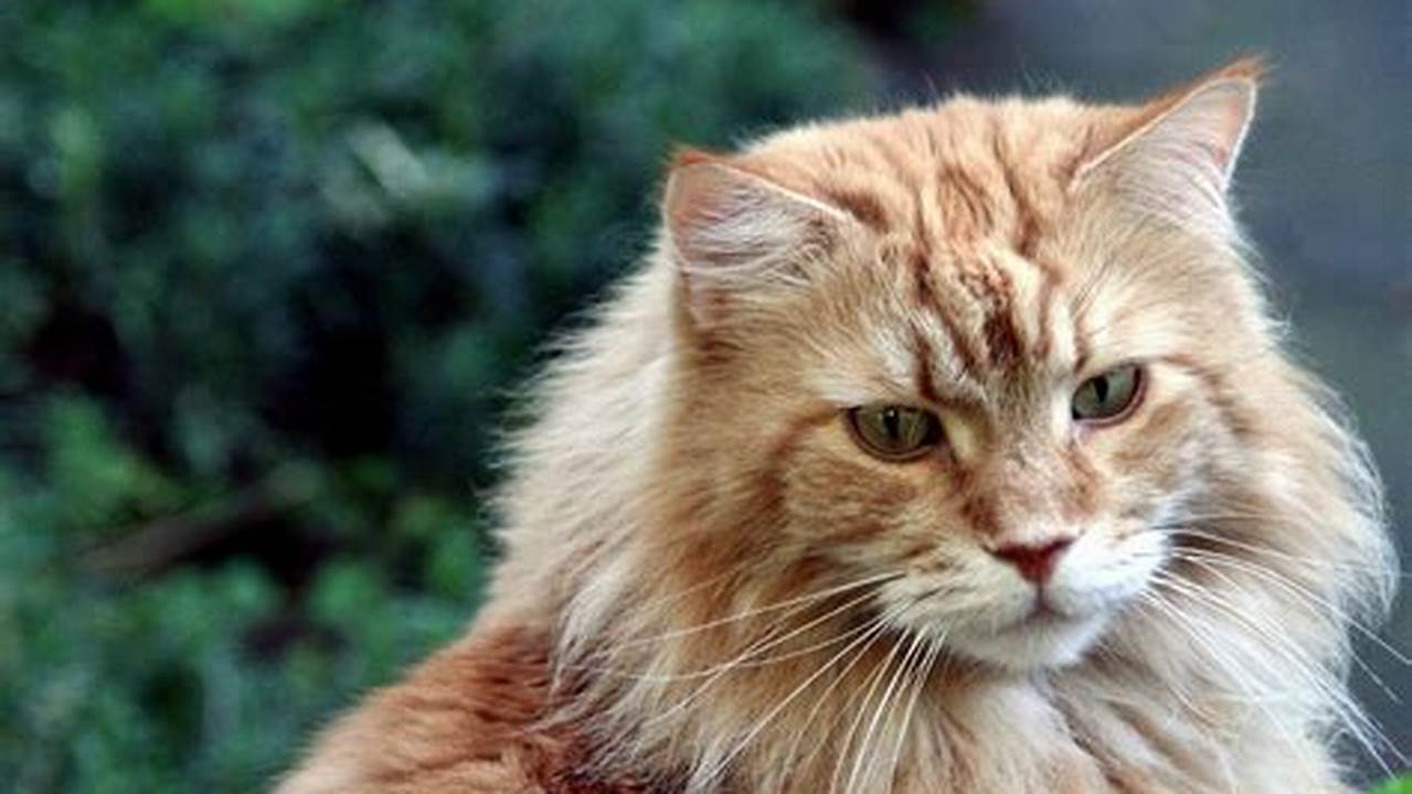 How Long Can You Leave A Maine Coon Cat Alone?