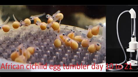 African cichlid egg tumbler (day 1021) YouTube