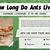 how long do ants live uk