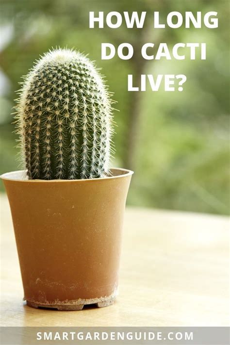 How Long Can a Cactus Live Without Water? Succulents