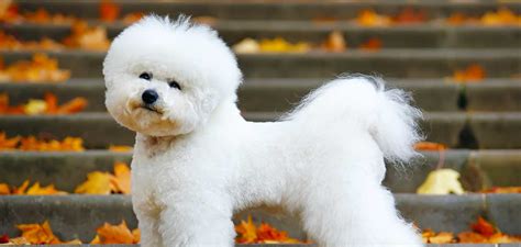 I love all animals. Especially dogs. I have two Bichons